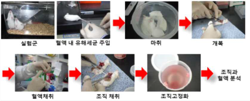 유해물질 노출 평가를 위한 실험동물 대상 실험 과정 모식도