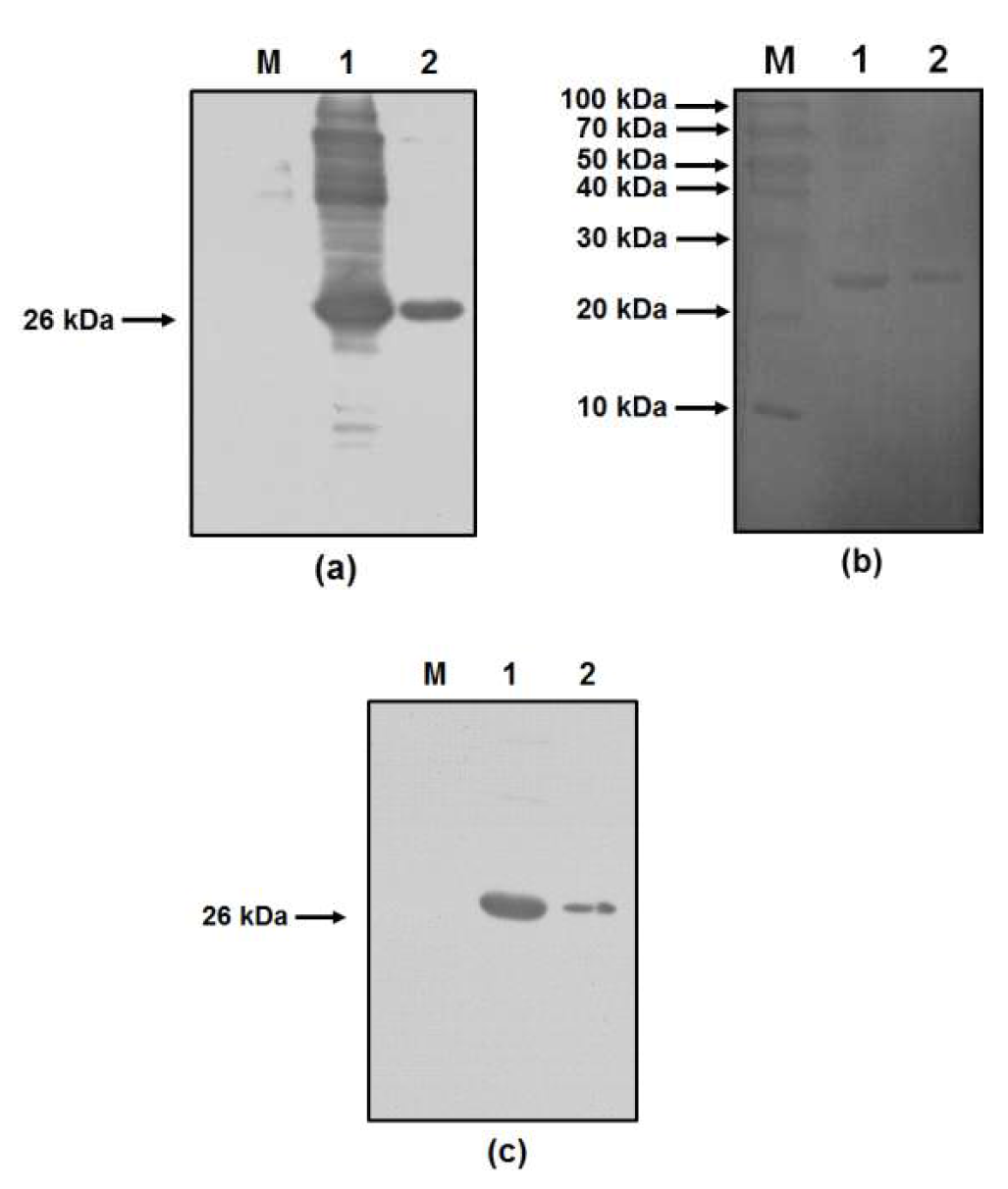 HRP 변형 Dig 결합 DNA 앱타머와 2차 항체와의 비교실험