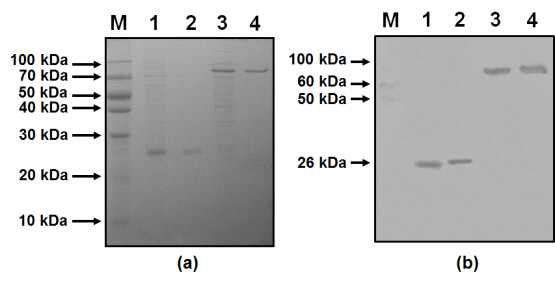 Aptamer blotting 기법을 이용한 PNBE 단백질 검출 실험