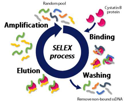 가축 혈청 내 질병 관련 단백마커인 CSTB 단백질에 특이적으로 결합하는 DNA 앱타머 발굴을 위한 SELEX 모식도