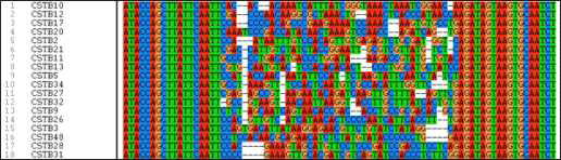 CSTB 단백질에 결합하는 앱타머 클론의 서열 분석 결과