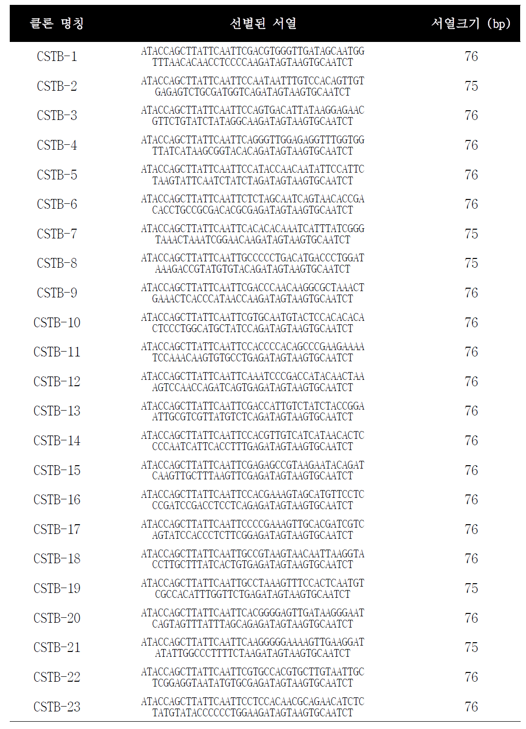 CSTB 단백질에 결합하는 앱타머 후보군들의 서열 정보 및 크기