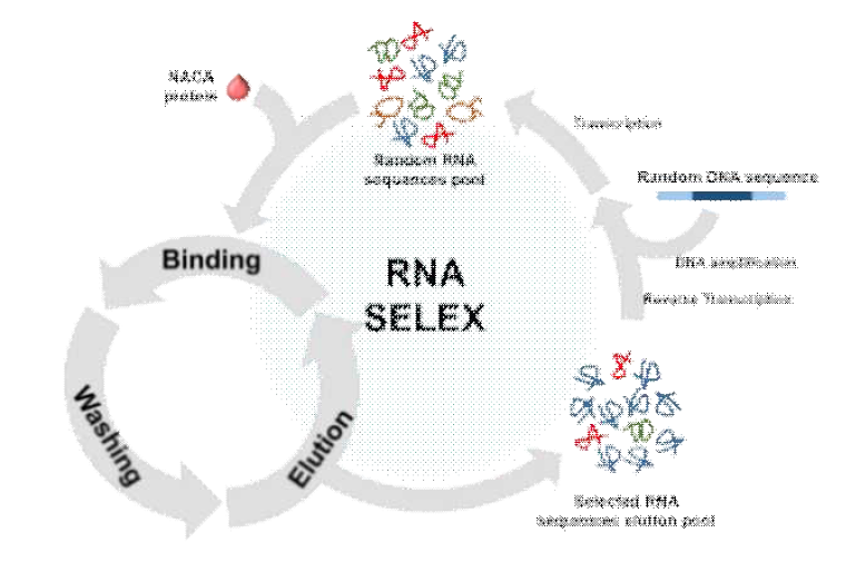 NACA 단백질 결합 RNA 앱타머 선별을 위한 RNA SELEX 모식도