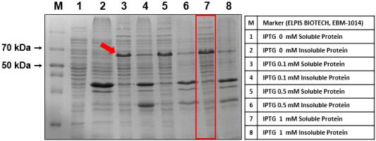 NACA 단백질 최적 발현 조건 확인을 위해 실시한 SDS-PAGE 결과