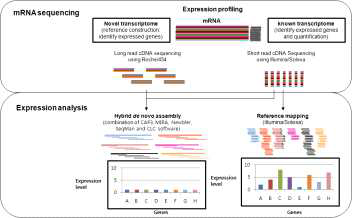 Total mRNA를 sequencing하여 신규 transcriptome분석과 reference를 이용하여 expression profiling분석을 위한 전략