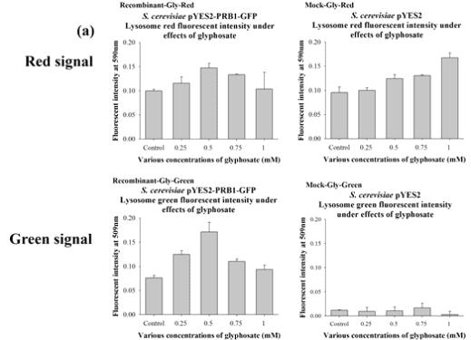 (a) Glyphosate를 농도별로 처리하였을 때, NNTM strain, NNT1 strain (pYES2::PRB1::GFP)의 red signal과 green signal 비교