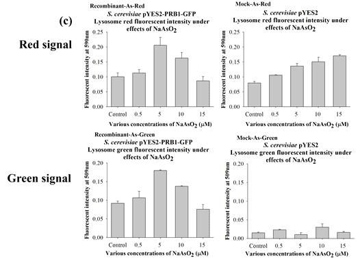 (c) NaAsO2을 농도별로 처리하였을 때, NNTM strain, NNT1 strain (pYES2::PRB1::GFP)의 red signal과 green signal 비교