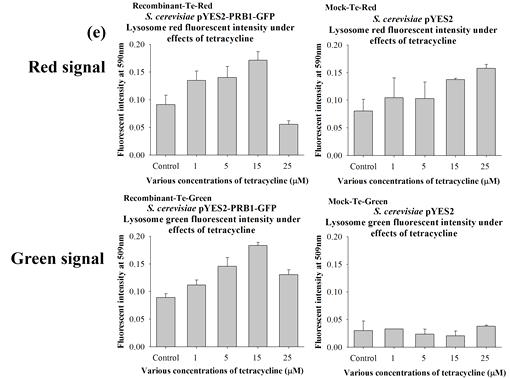 (e) Tetracycline을 농도별로 처리하였을 때, NNTM strain, NNT1 strain (pYES2::PRB1::GFP)의 red signal과 green signal 비교