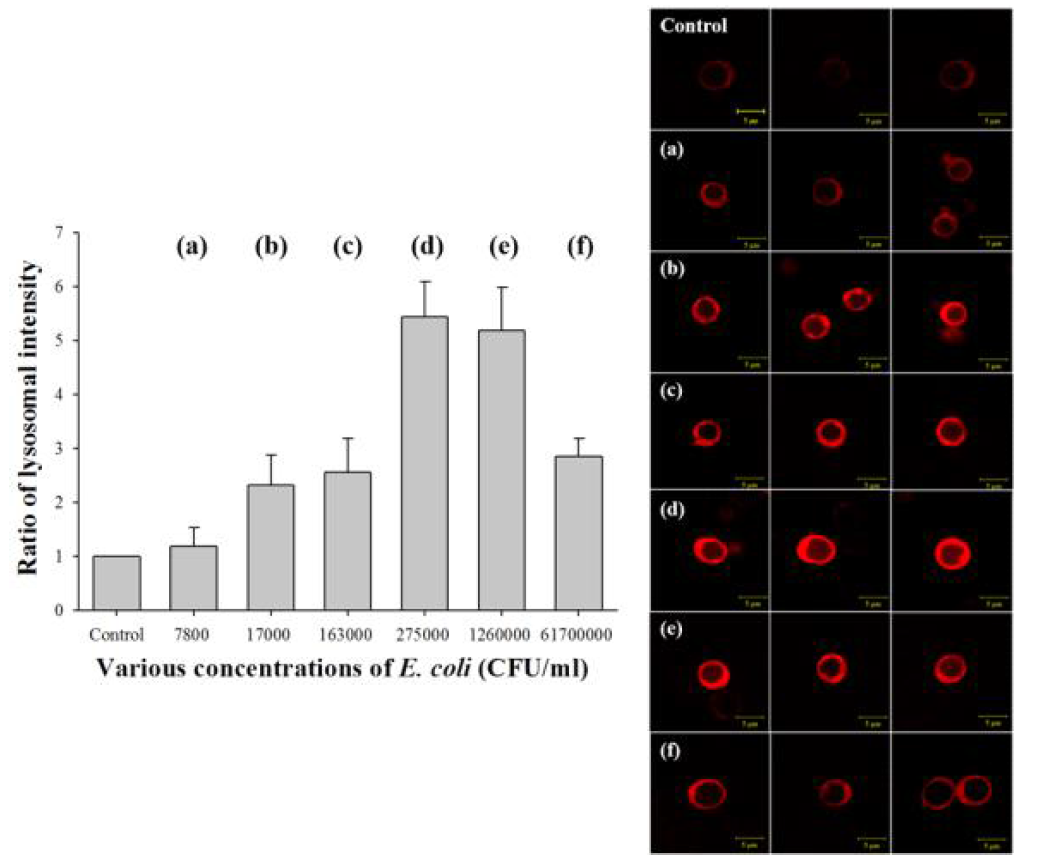 유해 대장균의 농도에 따른 효모 내 리소좀 활성분석