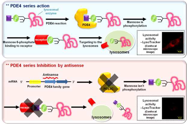PDE4의 조절을 통한 리소좀의 활성 변화