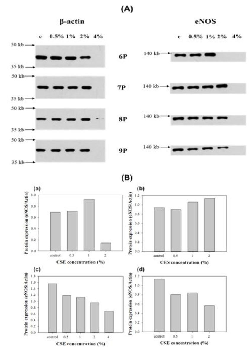 세포 나이에 따른 eNOS 발현량 측정 : (A) Western Blot bands, (B) Western Blot으로부터 얻은 CSE 처리 농도에 따른 eNOS 발현량과의 관계 (a) 6P, (b) 7P, (c) 8P, (d) 9P