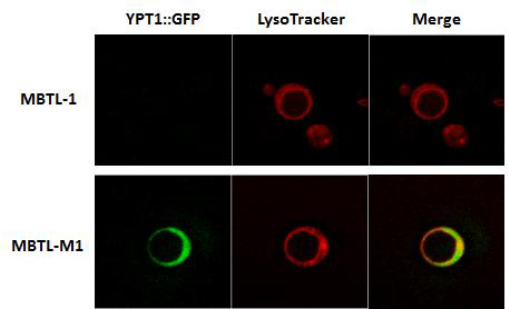 형광분석을 통한 효모 내 YPT1과 리소좀 발현 분석. MBTL-1:pYES2, MBTL-M1: pYES2::YPT1::GFP를 넣은 재조합 균주