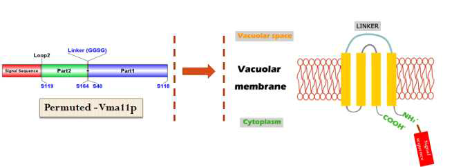 변경된 Vma11의 염기서열과 단백질 구조