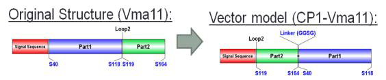 변경된 Vma11의 염기서열과 단백질 구조