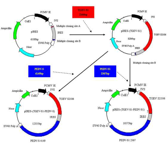 Schematic drawing of construction of DNA plasmids