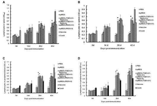 Changes in T lymphocyte munbers in the spleens and peripheral blood of immunized mice