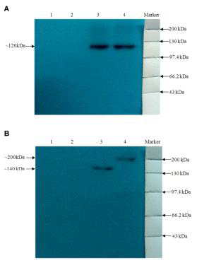 Western blost of cells transfected with recombinant plasmids