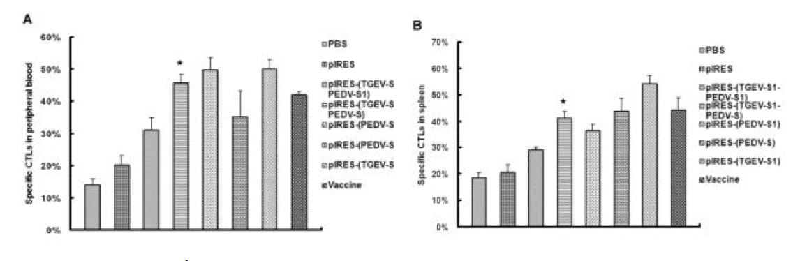 Activity of CTLs in spleen and peripheral blood