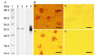 Reactivity and speificity of MAbs raised against viral ORF4 protein