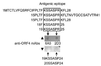 Fine mapping of linear B cell epitopes on the PCV2 ORF4 protein using peptide dot-ELISA