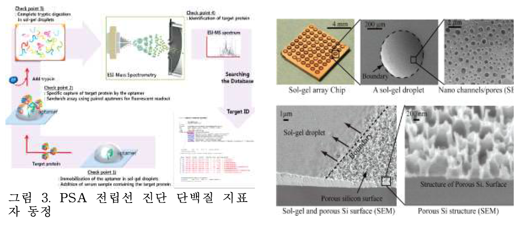 PSA 전립선 진단 단백질 지표 자 동정