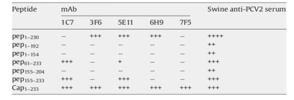 Immunoactivity of mAbs to PCV Cap protein on the PK-15 cells transfected with truncated Cap gene fragment