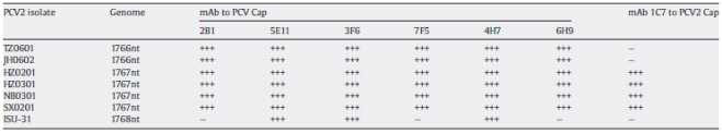 The antigenic phenotype of different genomic PCV2 identified with mAbs