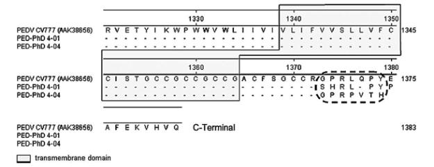 Sequence alignment of PEDV spike protein