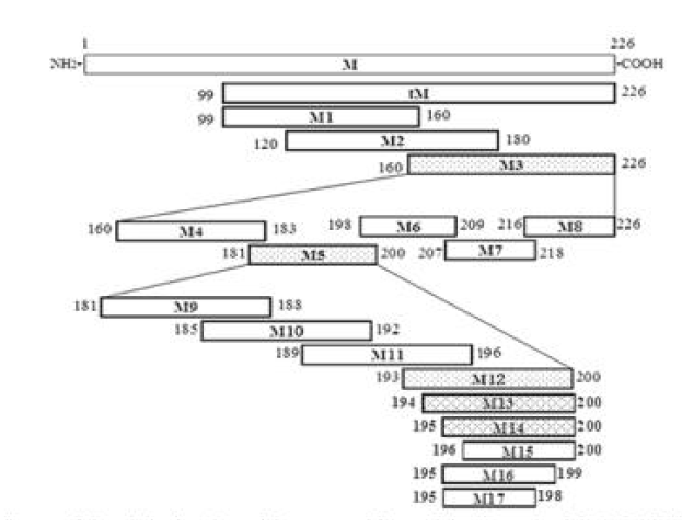 Schematic diagram of the relative location of the truncated forms of the M protein of the PEDV CH/SHH/06 strain