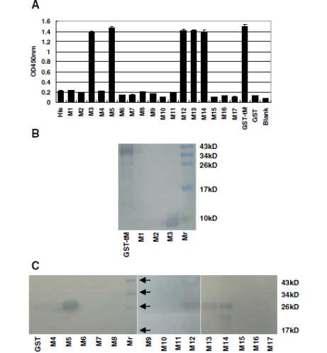 Precise localization of the McAb 4D4-defined epitope