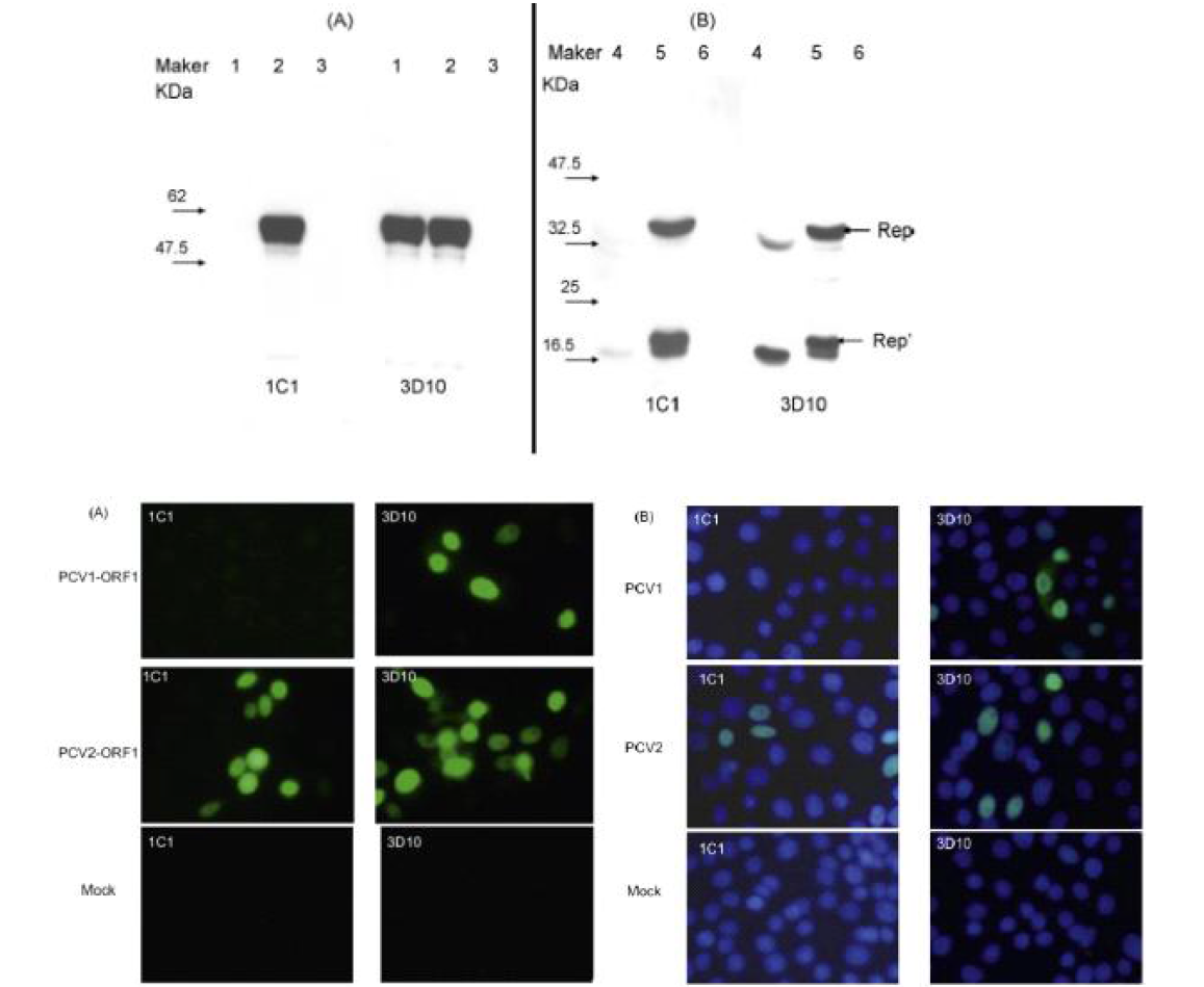 IFA analysis of the mAbs 1C1 and 3D10 against the native ORF1 proteins (Rep and Rep’) of PCV1 and PCV2