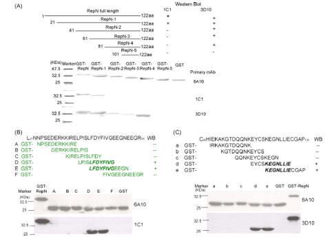 Epitope Mapping of mAbs 1C1 and 3D10 by Western blot. In (A) five N-terminus truncated fragments of PCV2-RepN were constructed as described in Methods