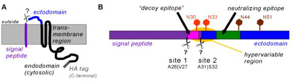 Schematic representation of PRRSV GP5 and its possible processing