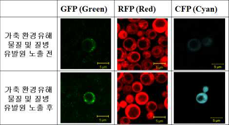 가축질병 진단을 위한 효모내 기능성 리소좀의 형광량의 증가에 따른 탐지