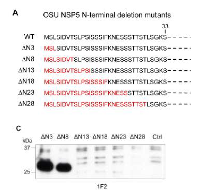 mAb 1F2 detection of NSP5 N-terminal deletion mutants