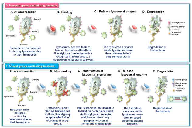 Phage display를 이용한 특정 펩타이드 서열 선별