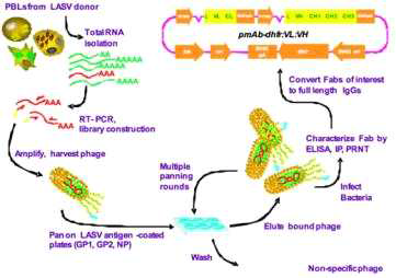 phage display 기술