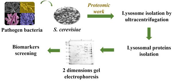 유해 세균에 따라 반응하는 리소좀 단백질의 분석 및 바이오마커 스크리닝 모식도