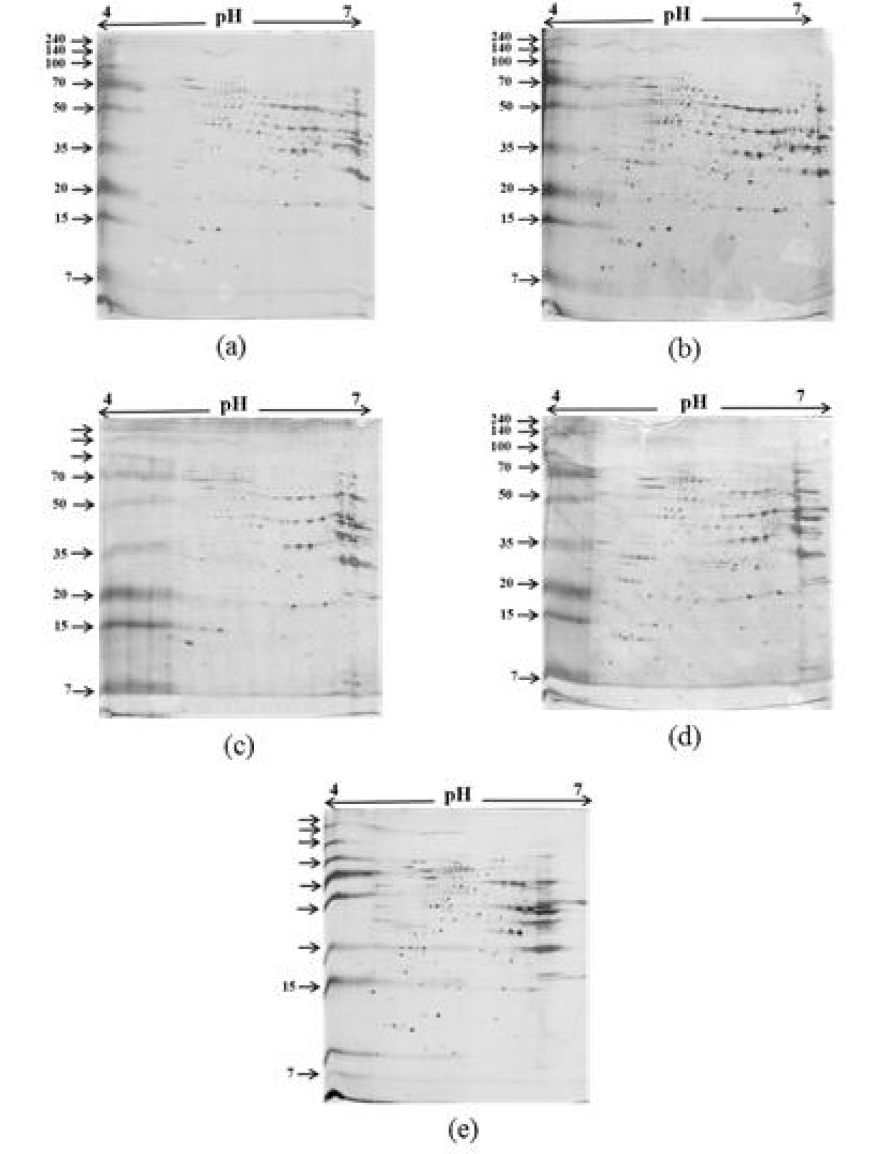 Salmonella stains의 효모노출 후 효모내 반응하는 리소좀 내 효소 2DE 분석.