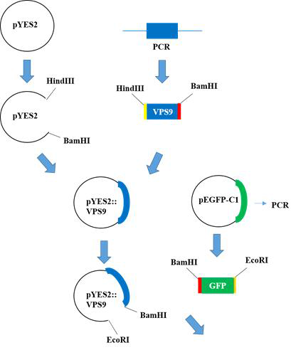 pYES2::VPS::GFP 플라스미드의 제조 과정