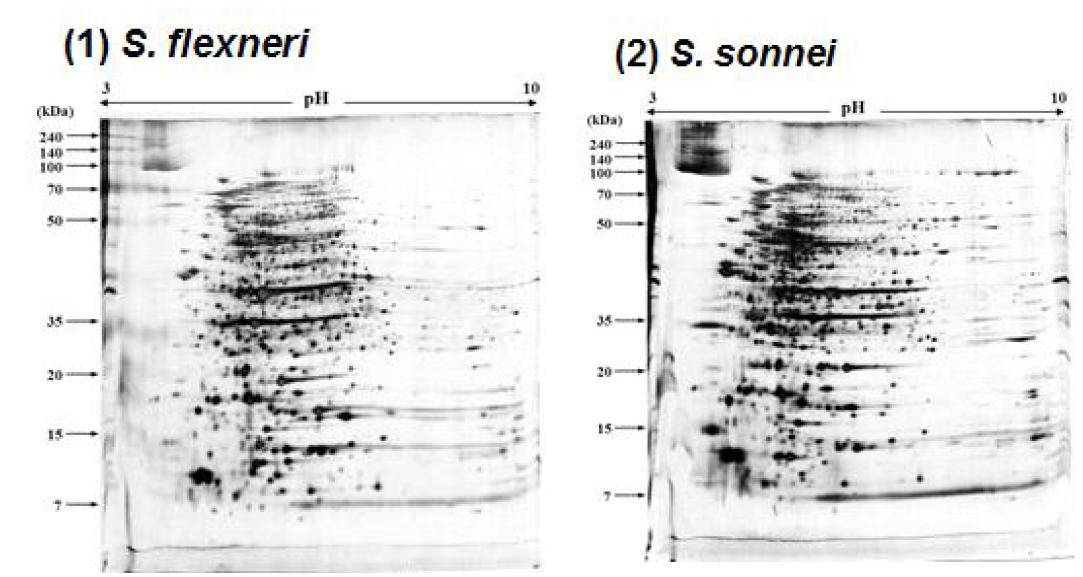 Shigella flexneri.Shigella sonnei, 의 membrane protein의 2-DE분석