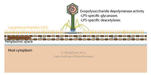 Bacteriophage의 lipopolysaccharide 분해