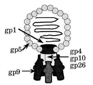 Salmonella phage P22의 형태도면