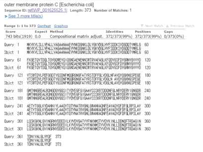 Shigella OmpC의 protein blast를 통한 서열 비교