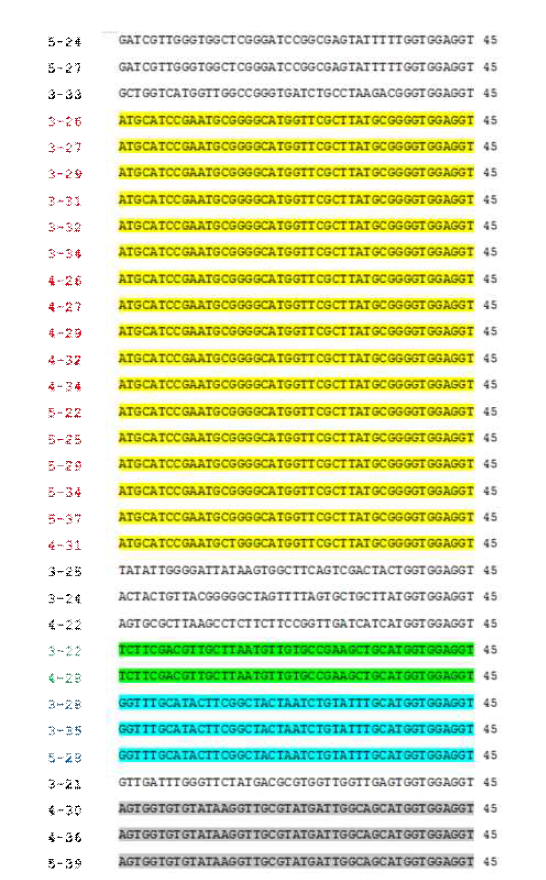 Salmonella enteritidis에 대한 phage single DNA 서열 분석