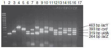 Co-amplification of lacZ, uidA, cyd, and lacY gene fragments using the same template DNA isolated from E. coli CCM 3954