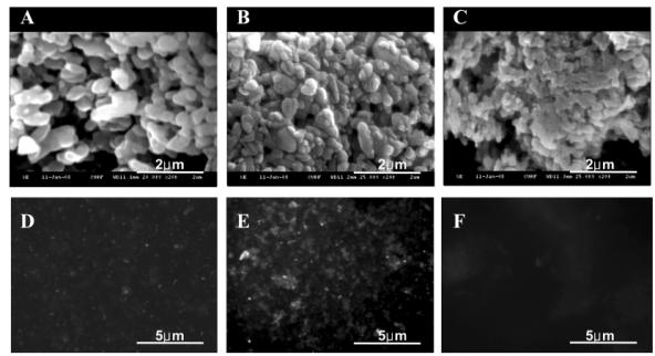 Solvent의 pH에 따른 리소좀의 형태와 활성 비교 분석. A.B,C : SEM image, D,E,F : fluorescent microscopy image, (A,D: pH4.0, B,E: pH6.0, C,F:pH10.0)