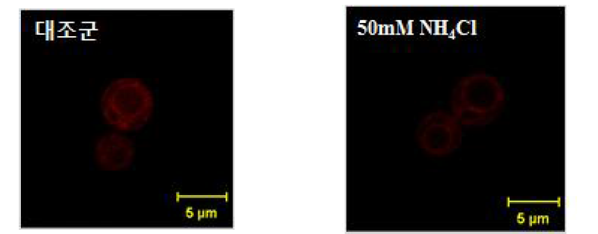 NH4Cl에 의한 리소좀의 활성 분석