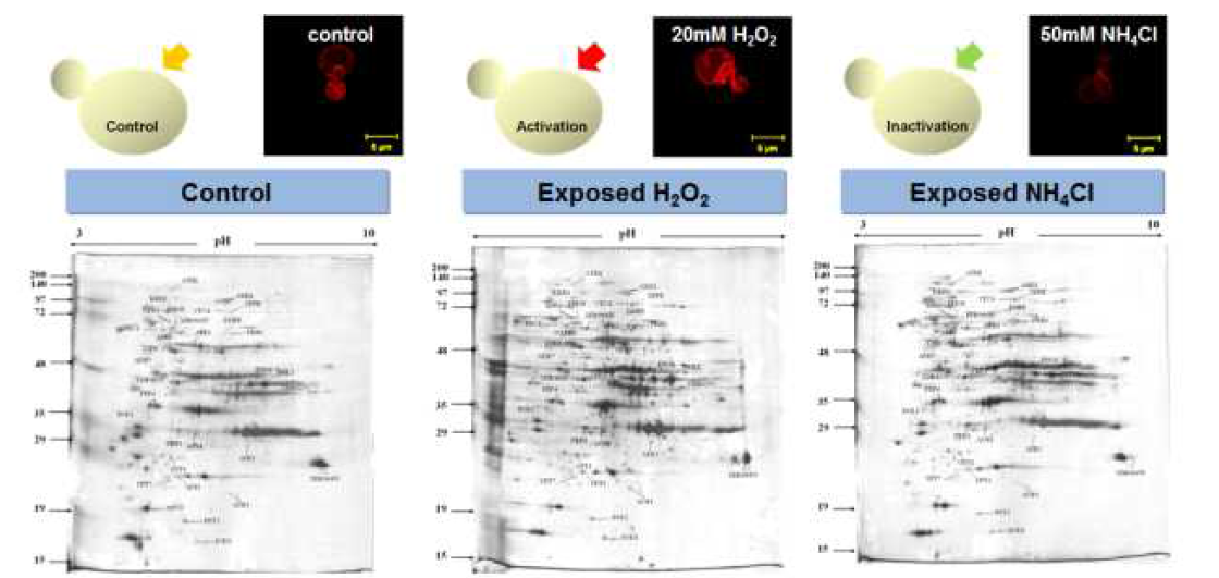 H2O2와 NH4Cl에 의한 리소좀 단백질 2-DE 분석
