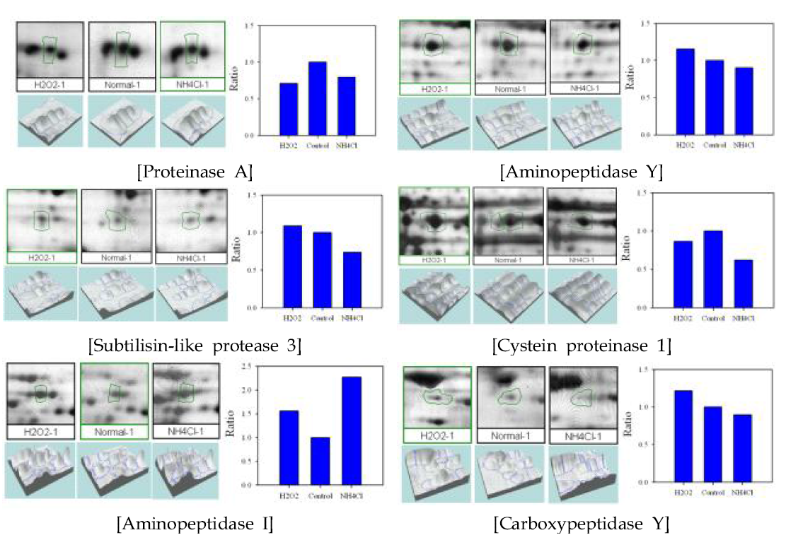 2-DE와 progenesis program을 이용한 리소좀 단백질의 발현 분석